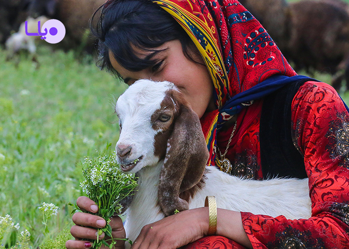 اقامتگاه عشایر کوچ نشین